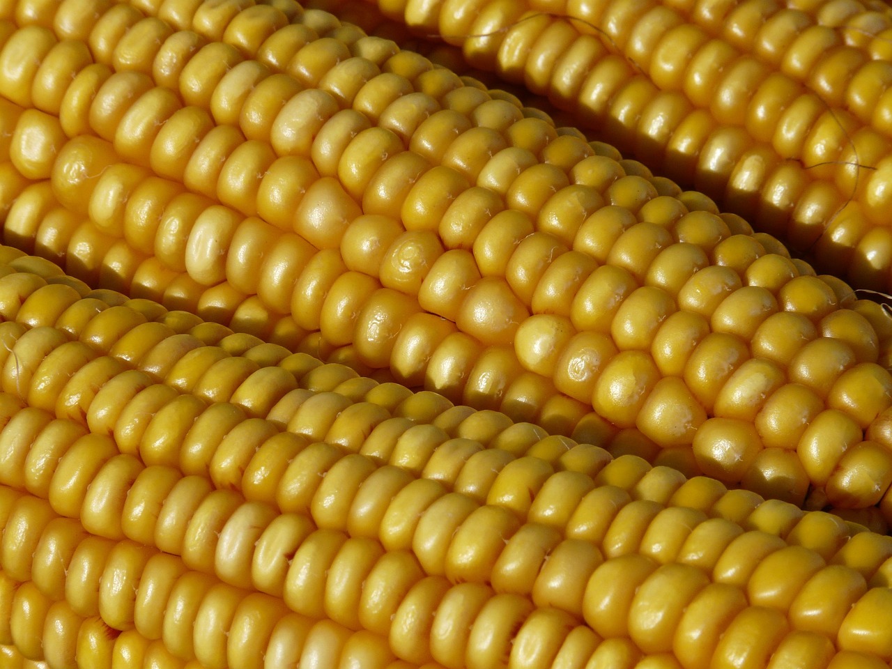 Spotlight on Corn: Fried Corn