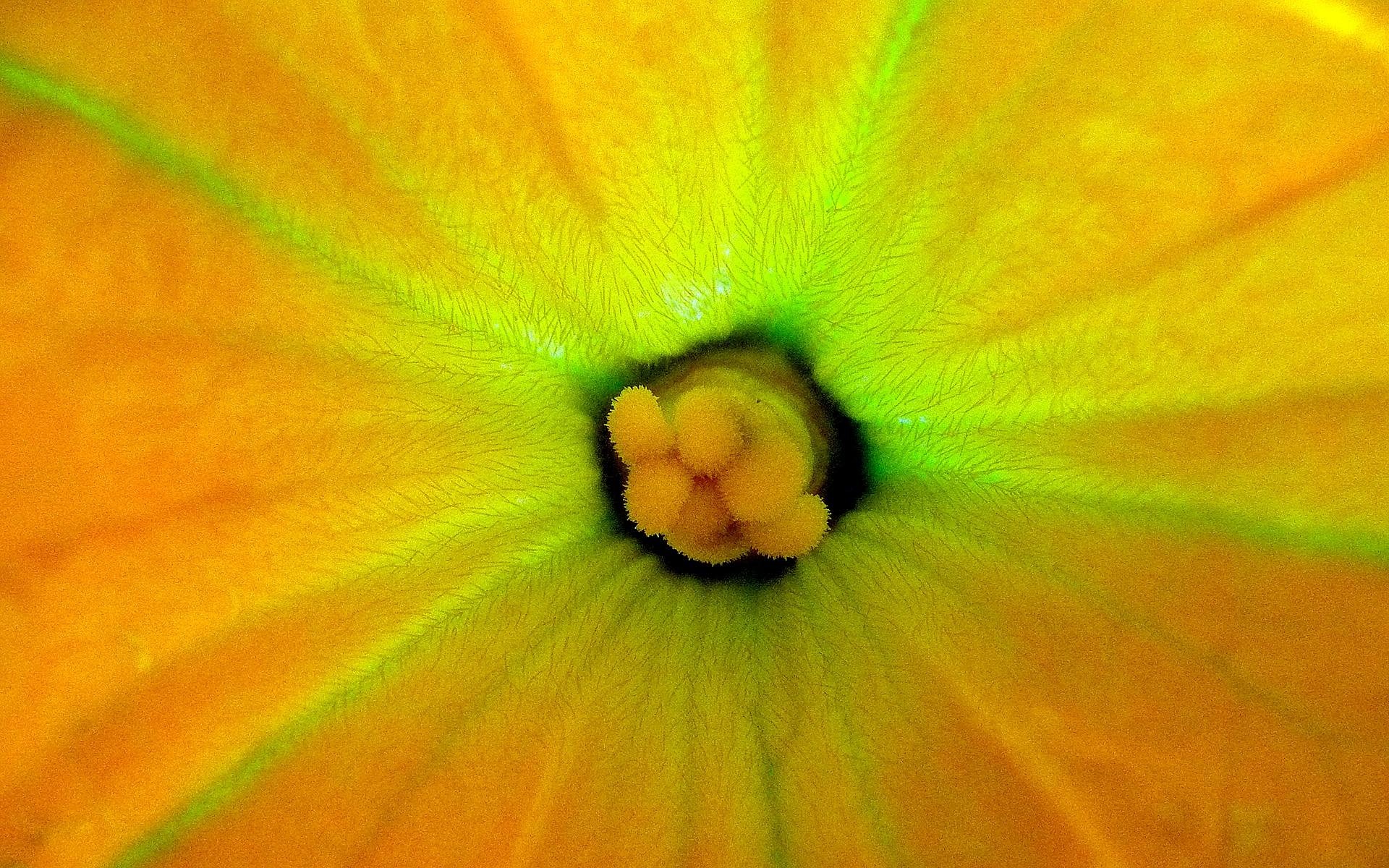Spotlight on Allium Aromatics: Courgette (Zucchini) Gratin