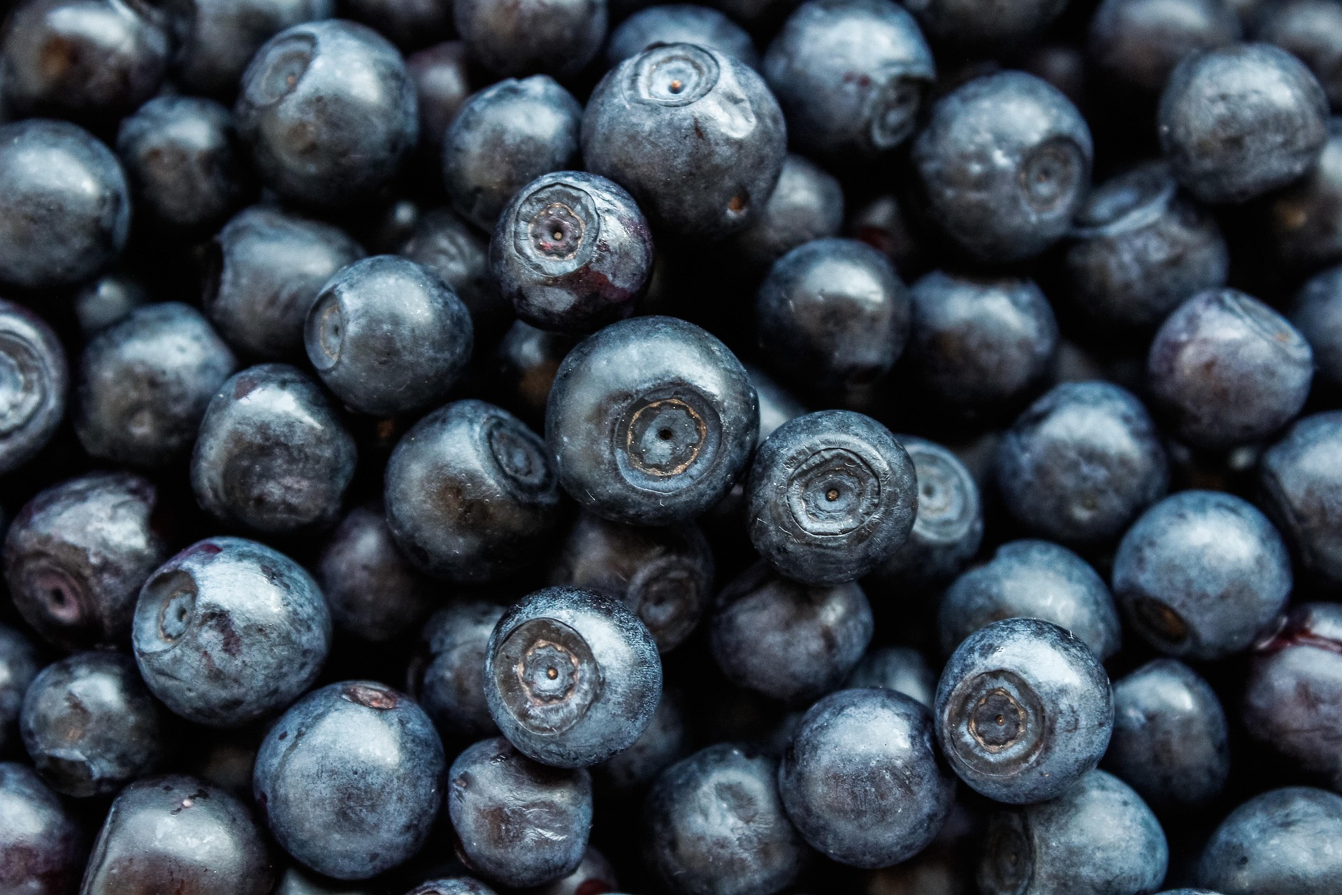 Spotlight on Berries: Blueberry Cream Cheese Muffins