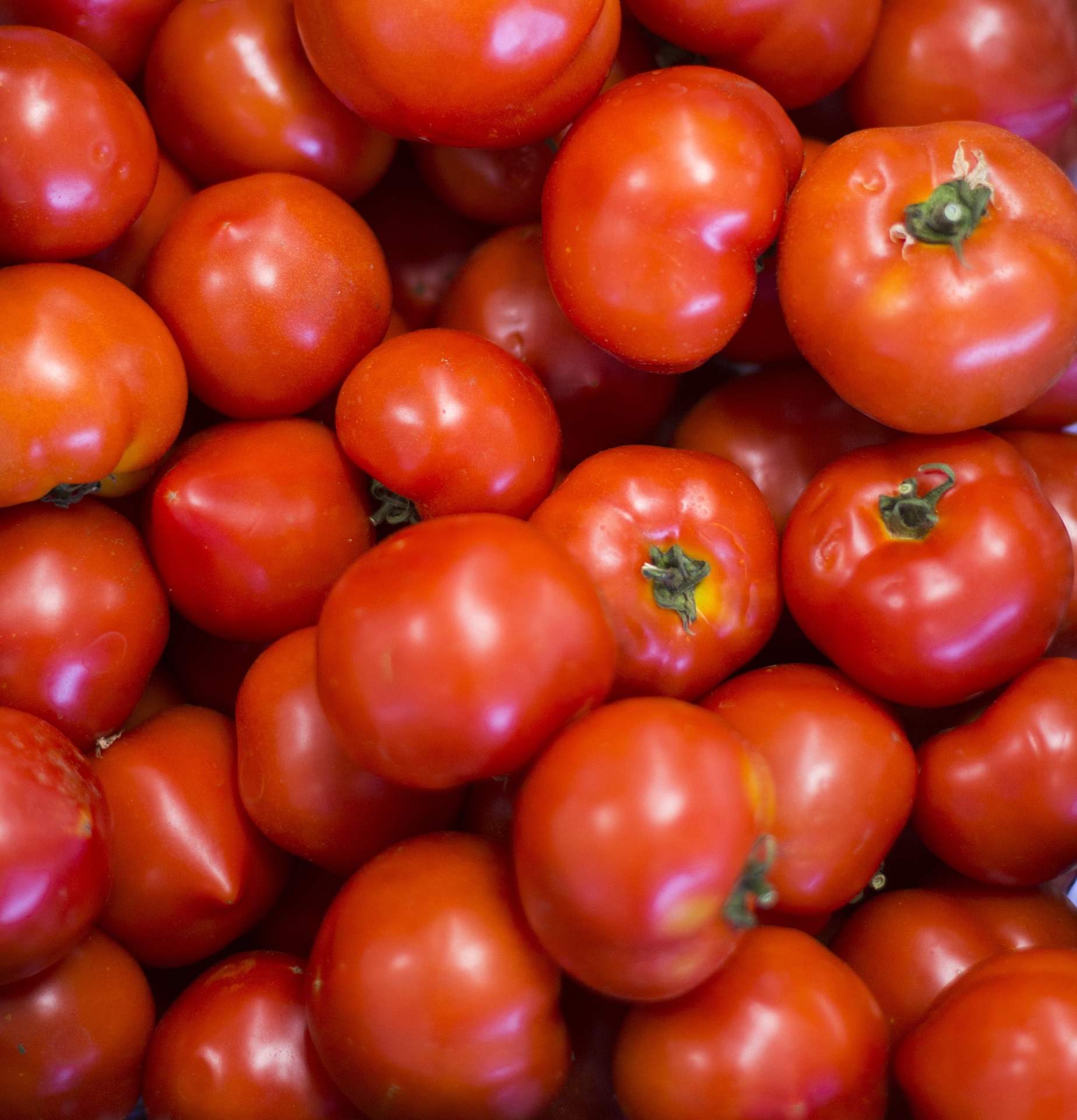 Spotlight on Tomatoes: Arroz a la Mexicana