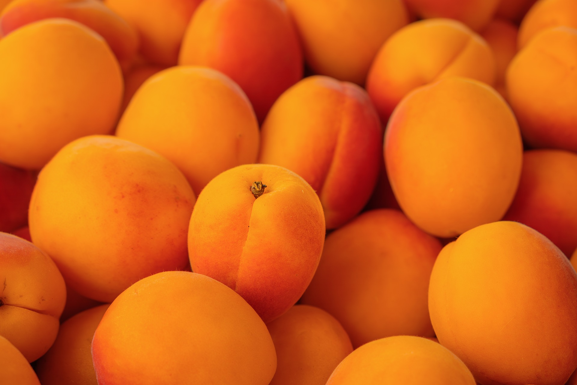 Spotlight on Stone Fruit: Bozo Bars